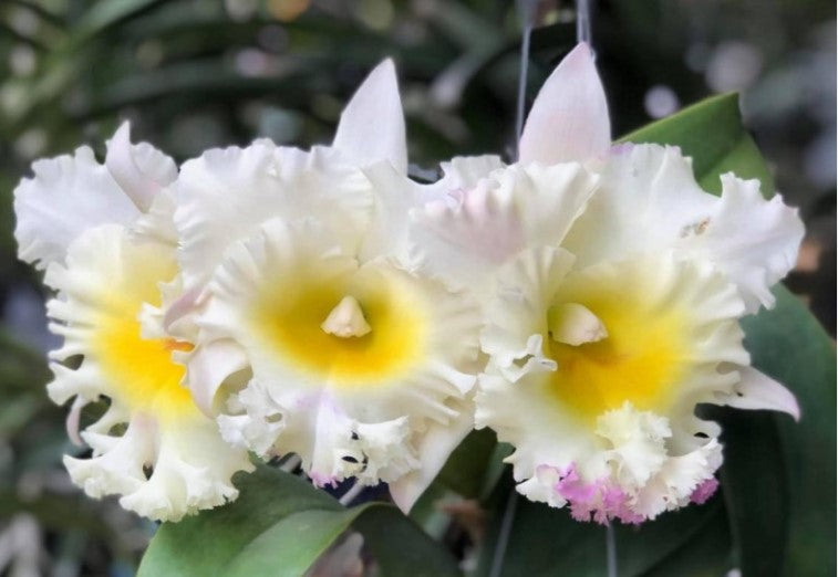 Cattleya Allience Rlc Siam White 'The best'