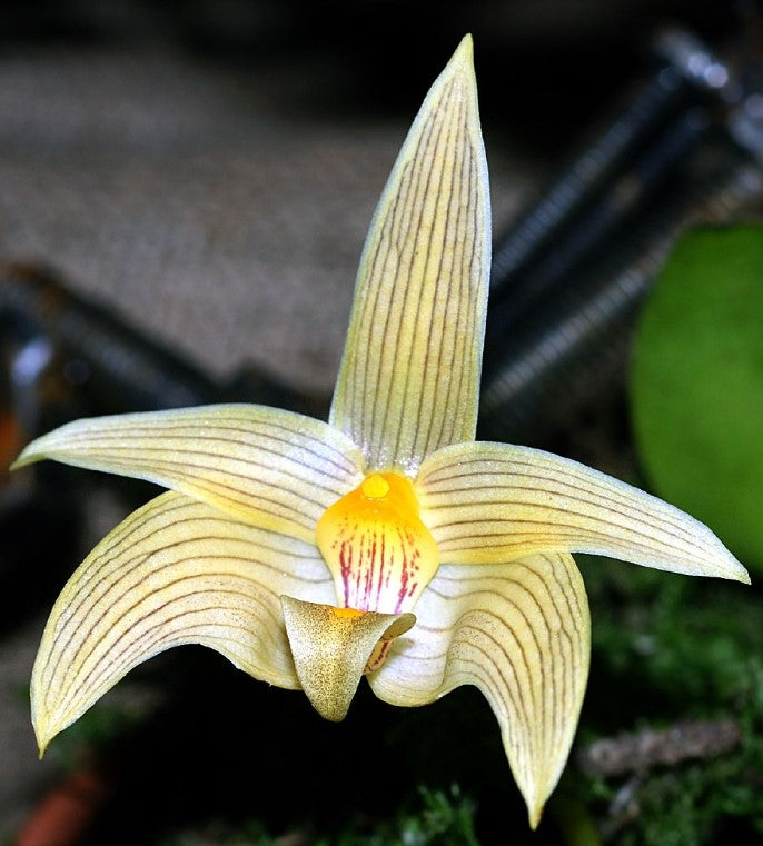 Bulbophyllum lobbii var. siamense