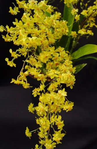 Oncidium Twinkle Gold