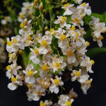 Oncidium Twinkle White  Form