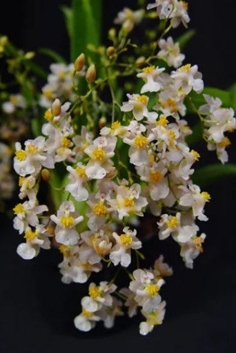 Oncidium Twinkle White  Form