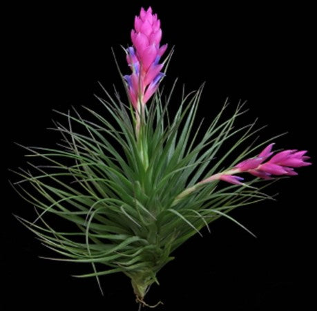 Tillandsia stricta 'Green'