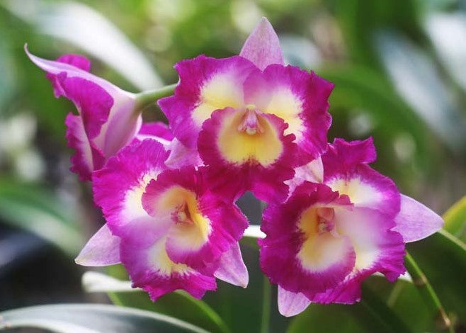 Cattleya Allience Otaara Hwa Yuan Bay She Shu