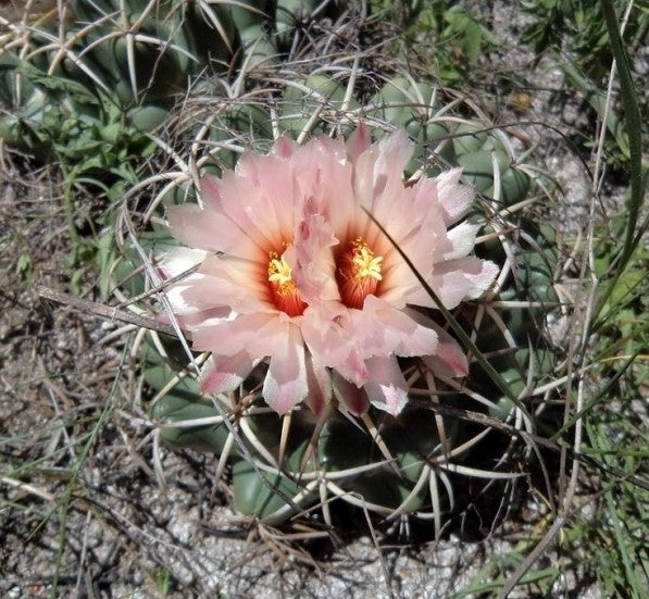 Coryphantha elephantidens