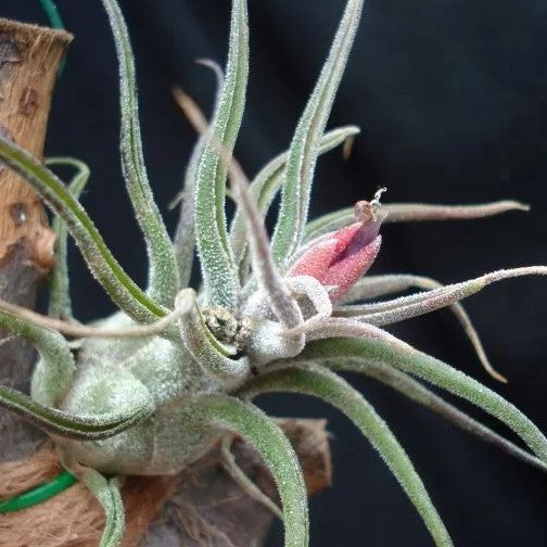 Tillandsia pruinosa