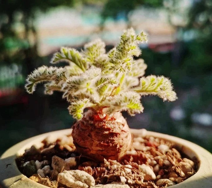 Pelargonium appendiculatum species