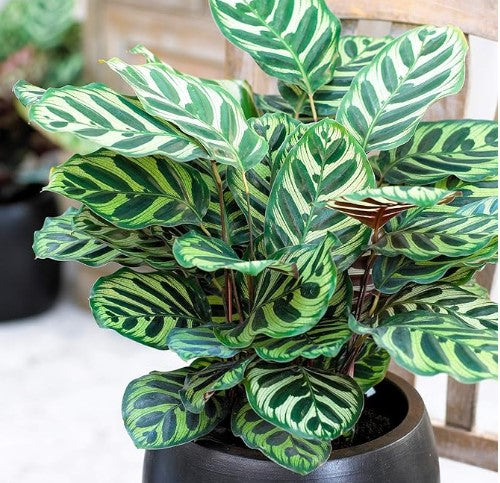 Calathea Makoyana 'Cathedral Windows'