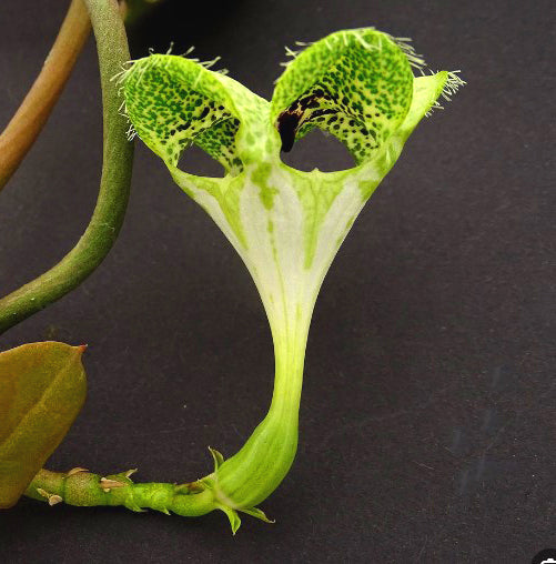 Ceropegia sandersonii  The parachute Flower