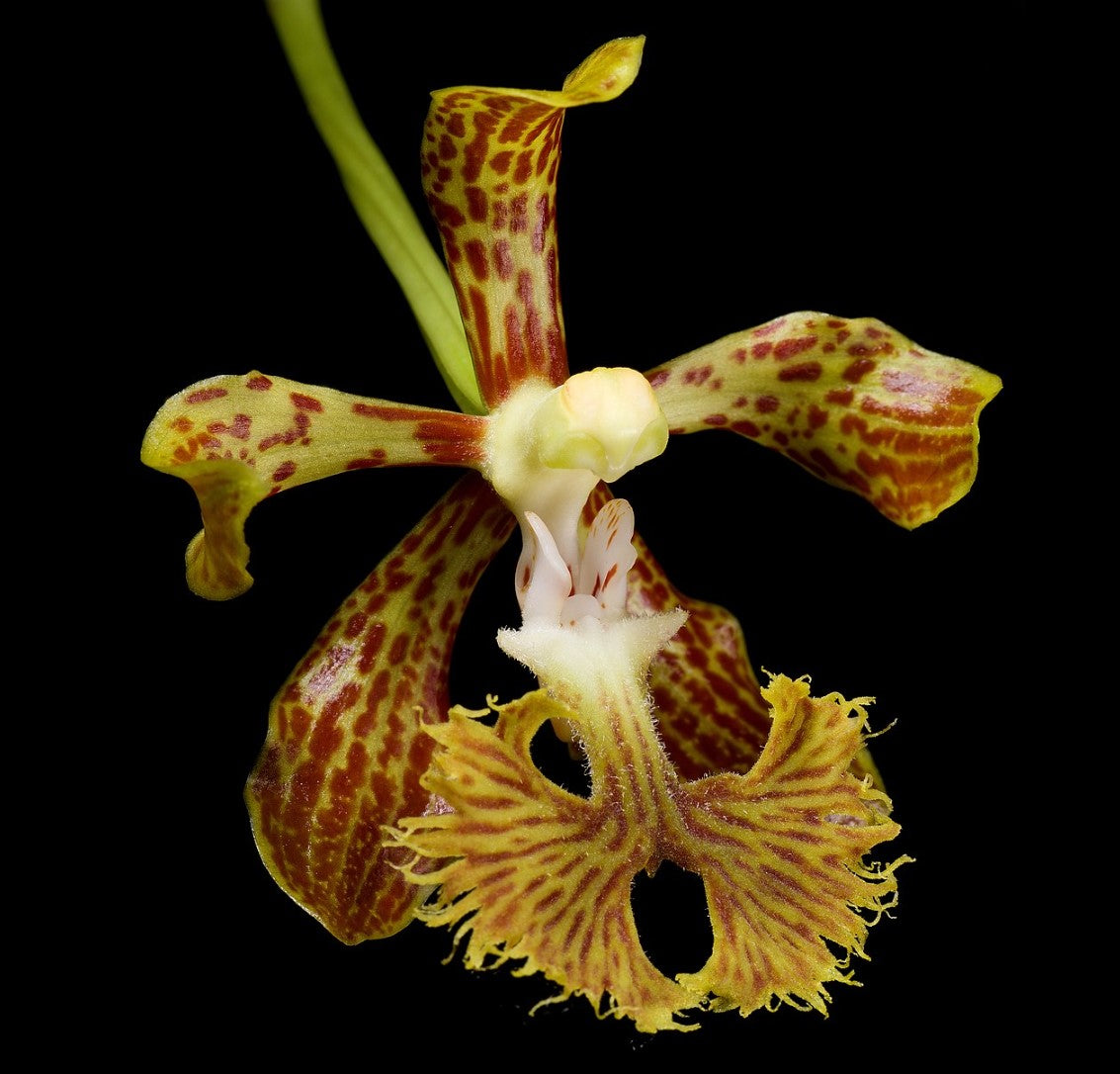 Vanda roeblingiana species poly pack   with 50mm tube