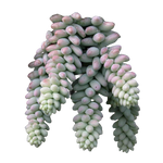 Sedum Burrito