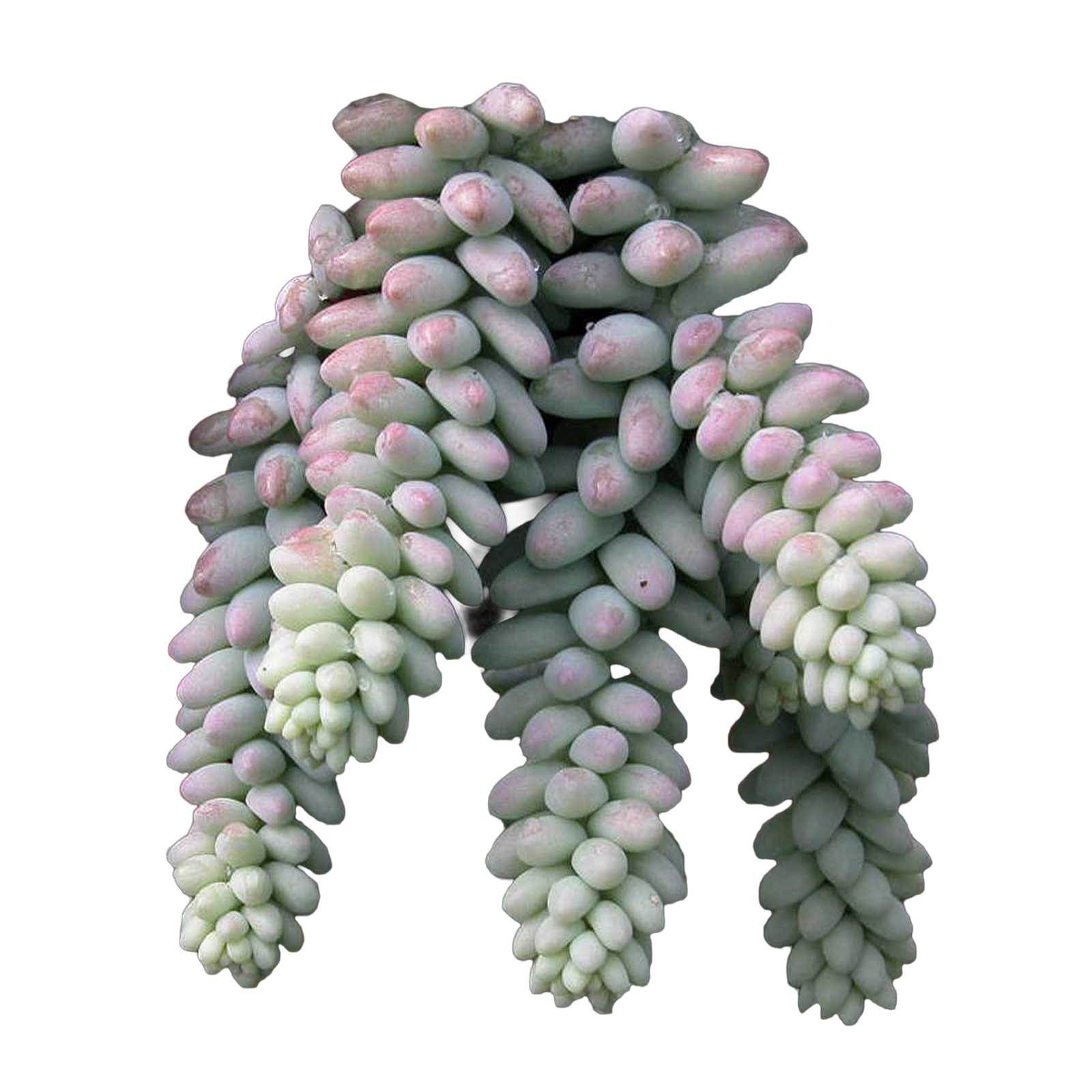 Sedum Burrito