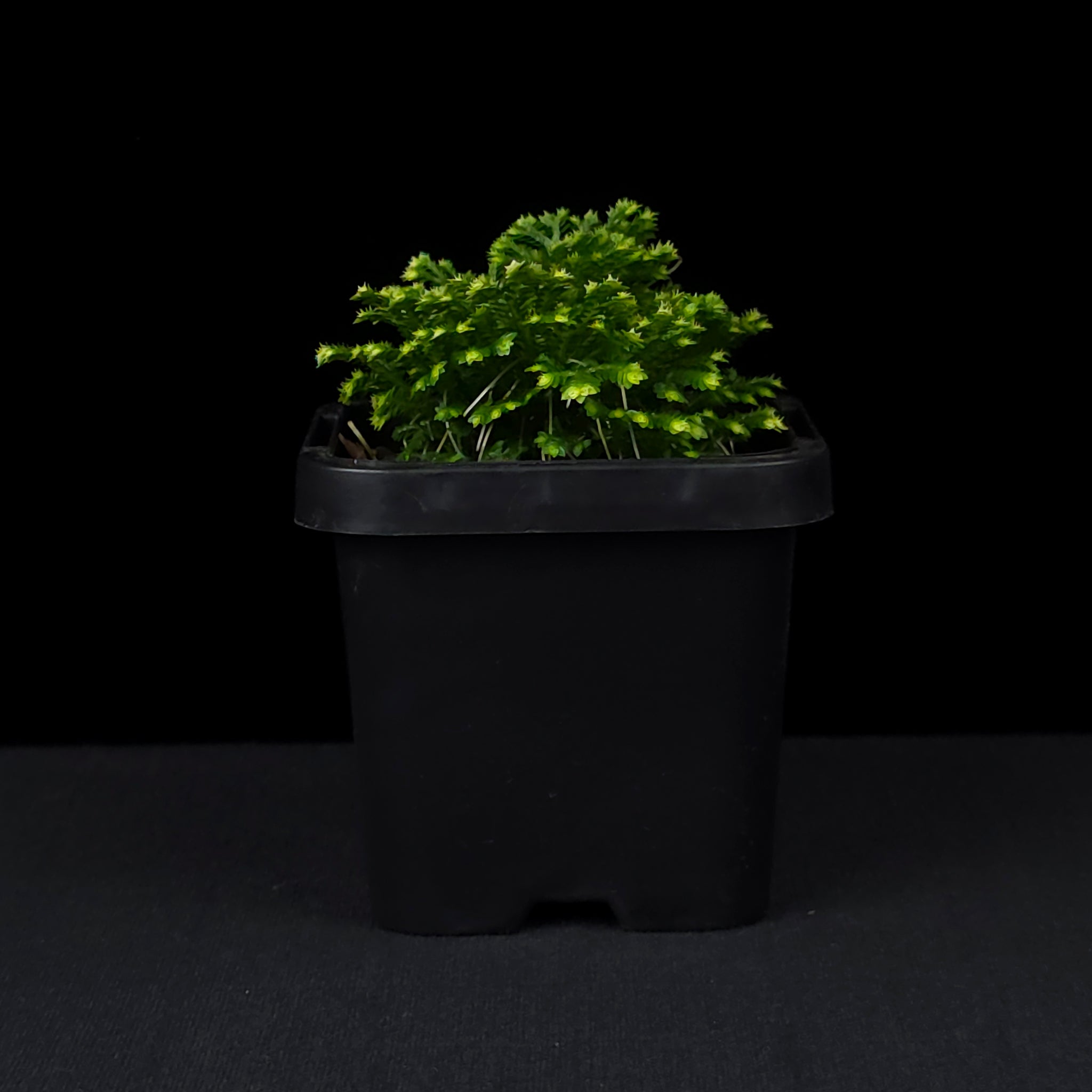 Selaginella martensii variegata 'Jori'