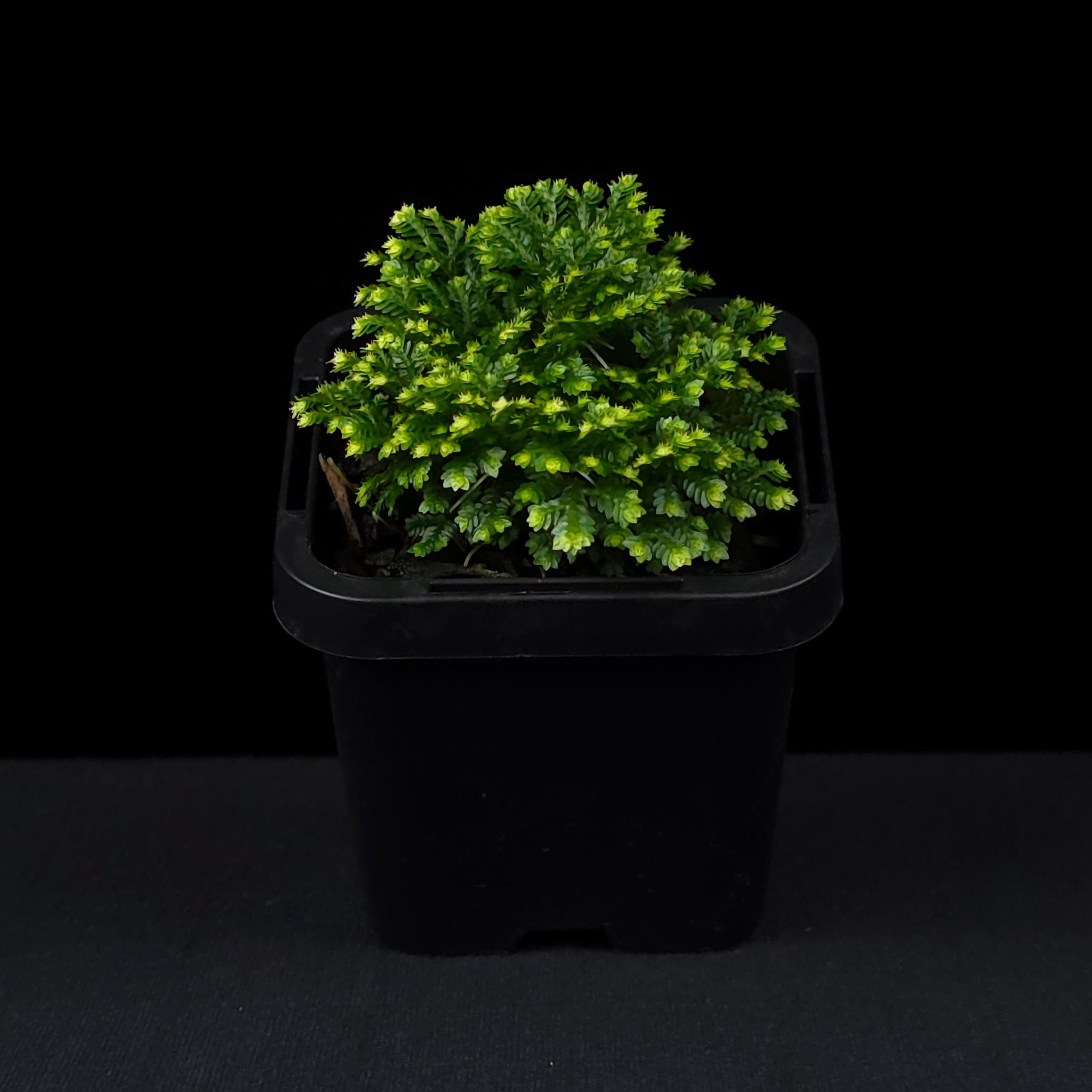 Selaginella martensii variegata 'Jori'