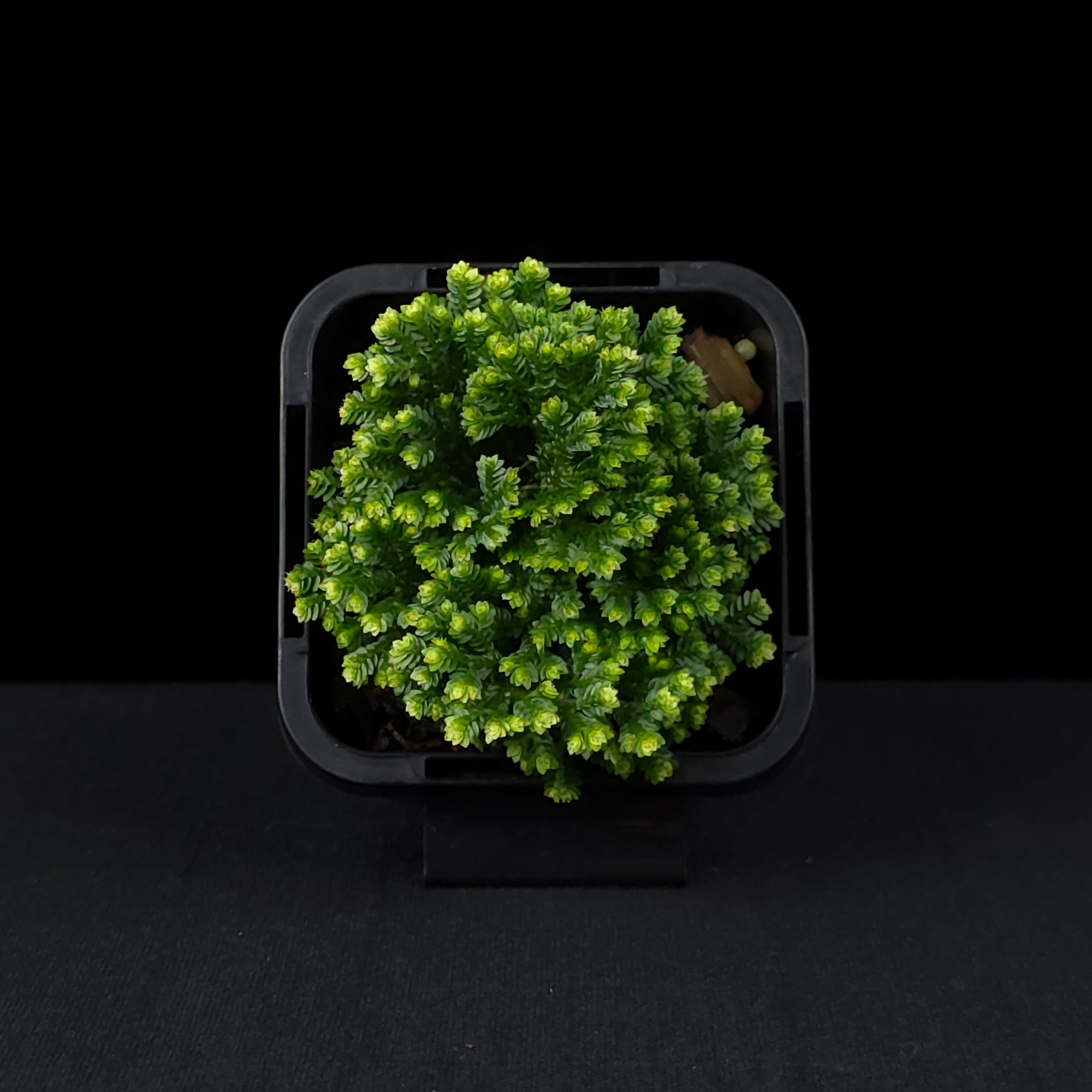 Selaginella martensii variegata 'Jori'