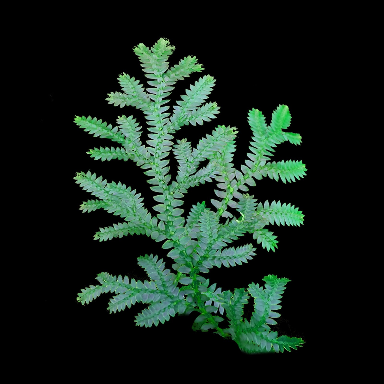 Selaginella uncinata 'Peacock Moss'