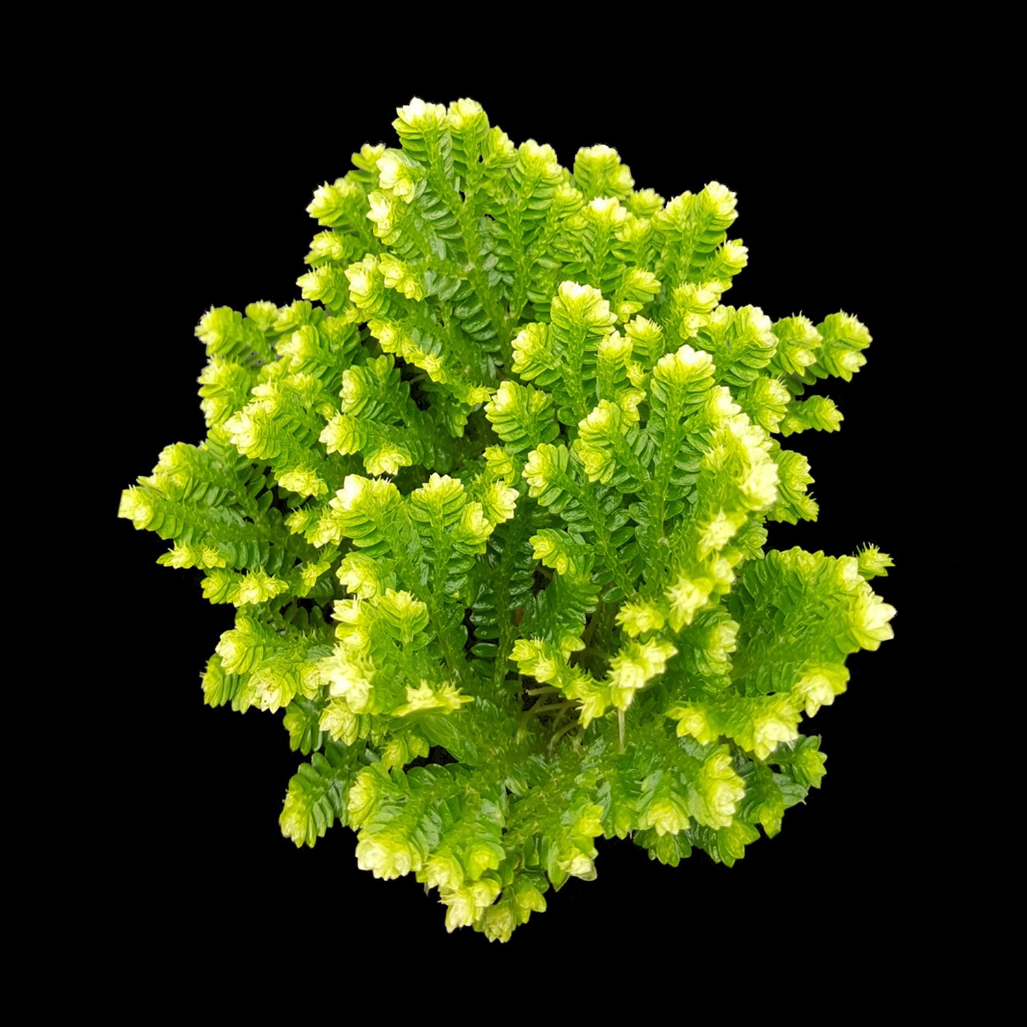 Selaginella martensii variegata 'Jori'