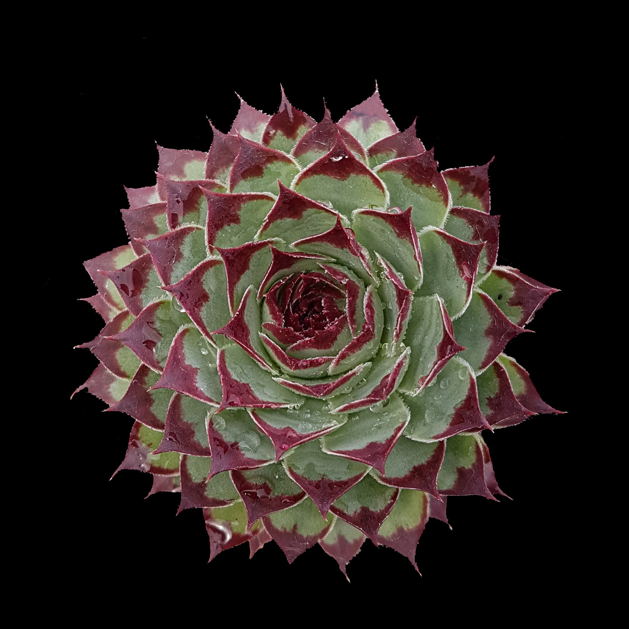 Sempervivum 'Sir William Lawrence'