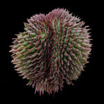 Sempervivum 'Grey Lady Crest'