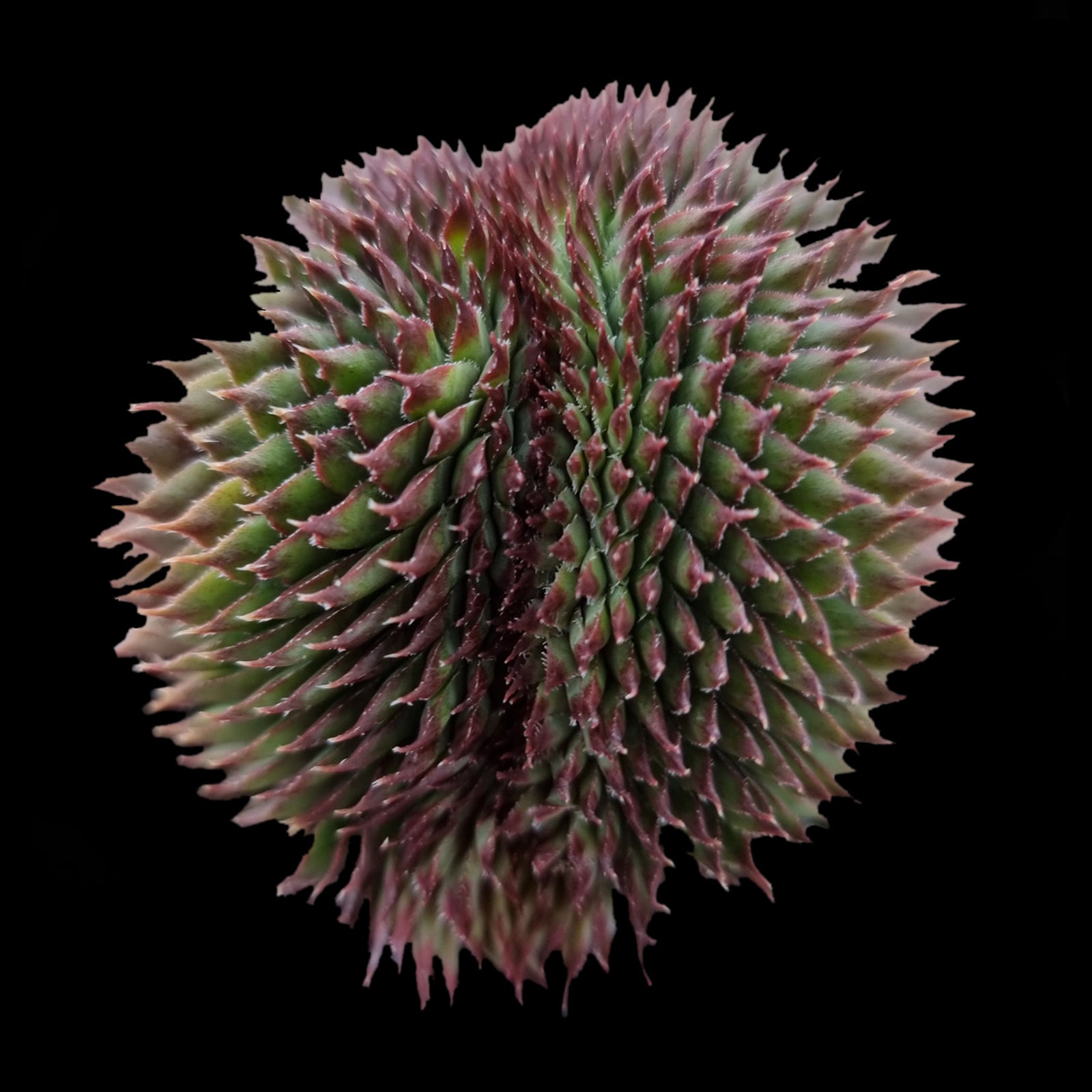 Sempervivum 'Grey Lady Crest'