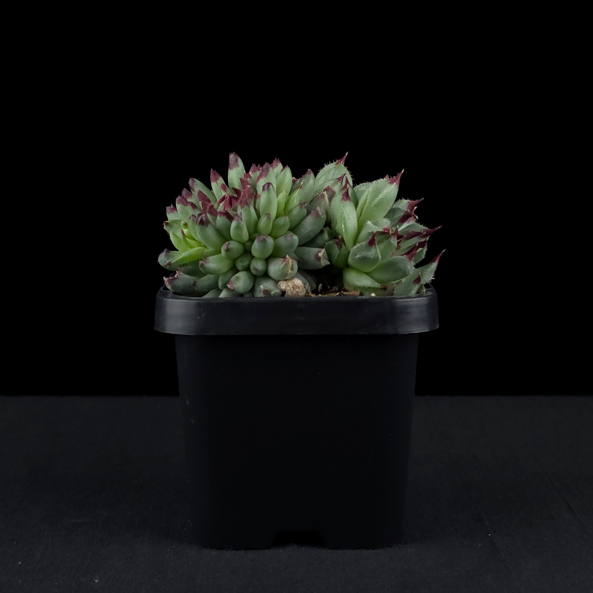 Sempervivum 'Griggs Surprise'