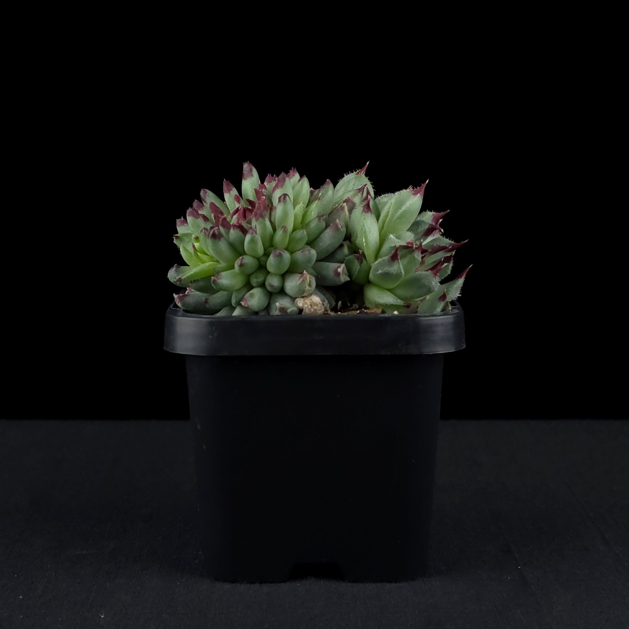 Sempervivum 'Griggs Surprise'