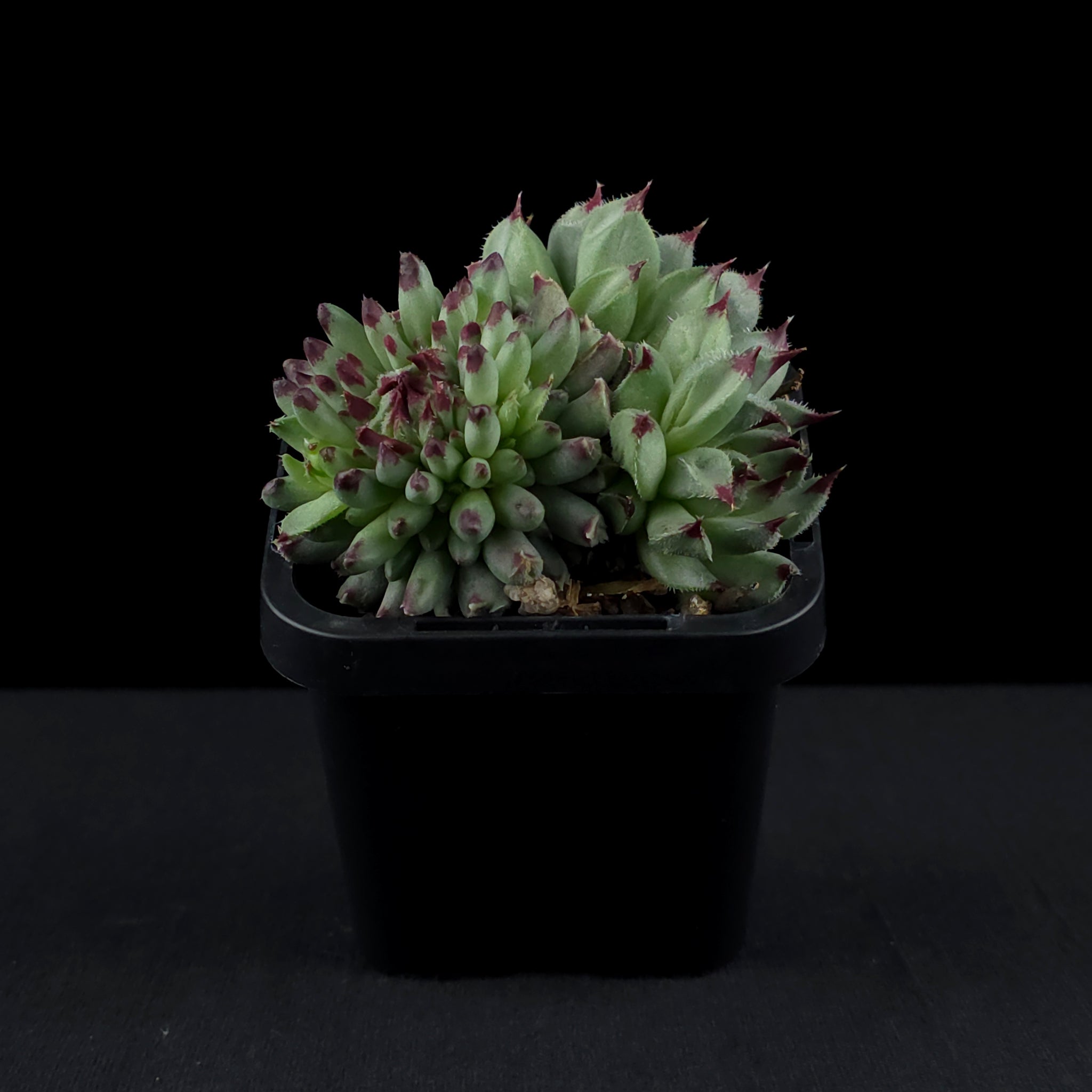 Sempervivum 'Griggs Surprise'