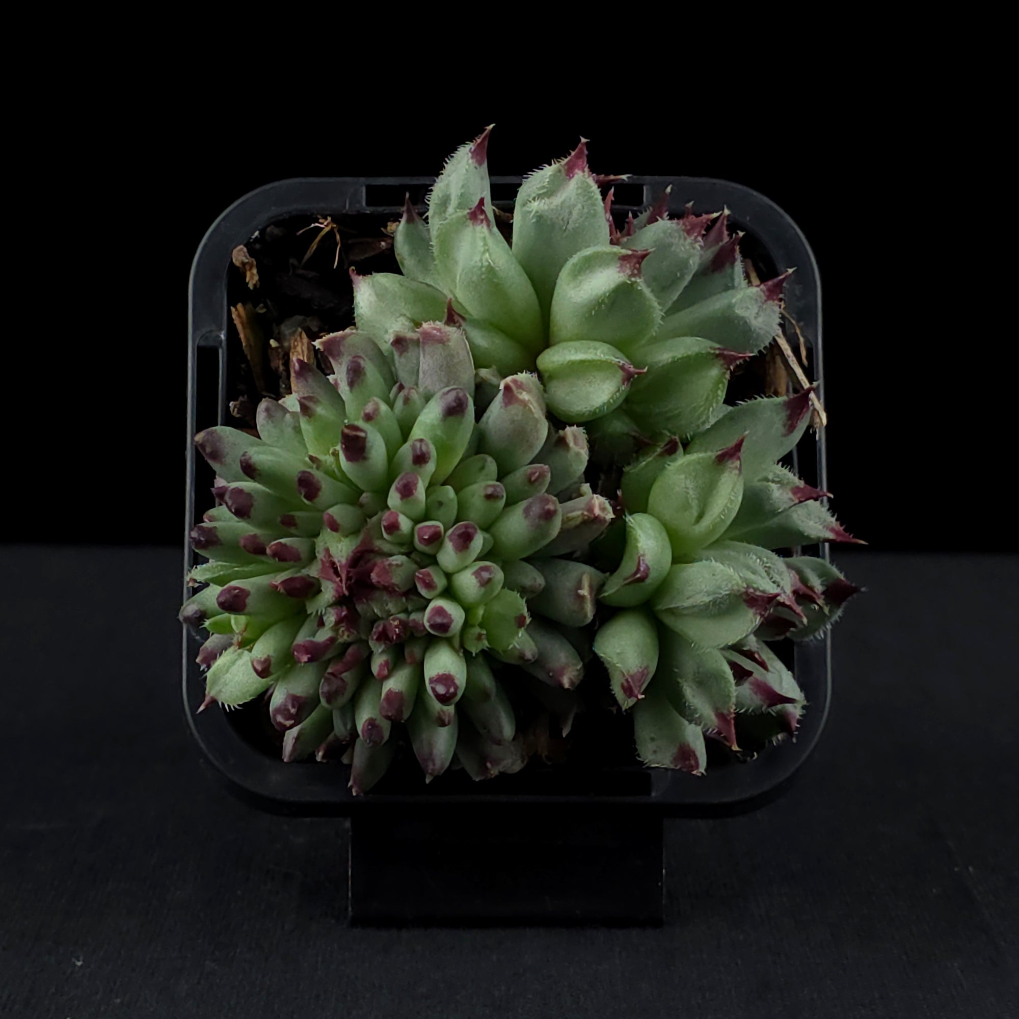 Sempervivum 'Griggs Surprise'