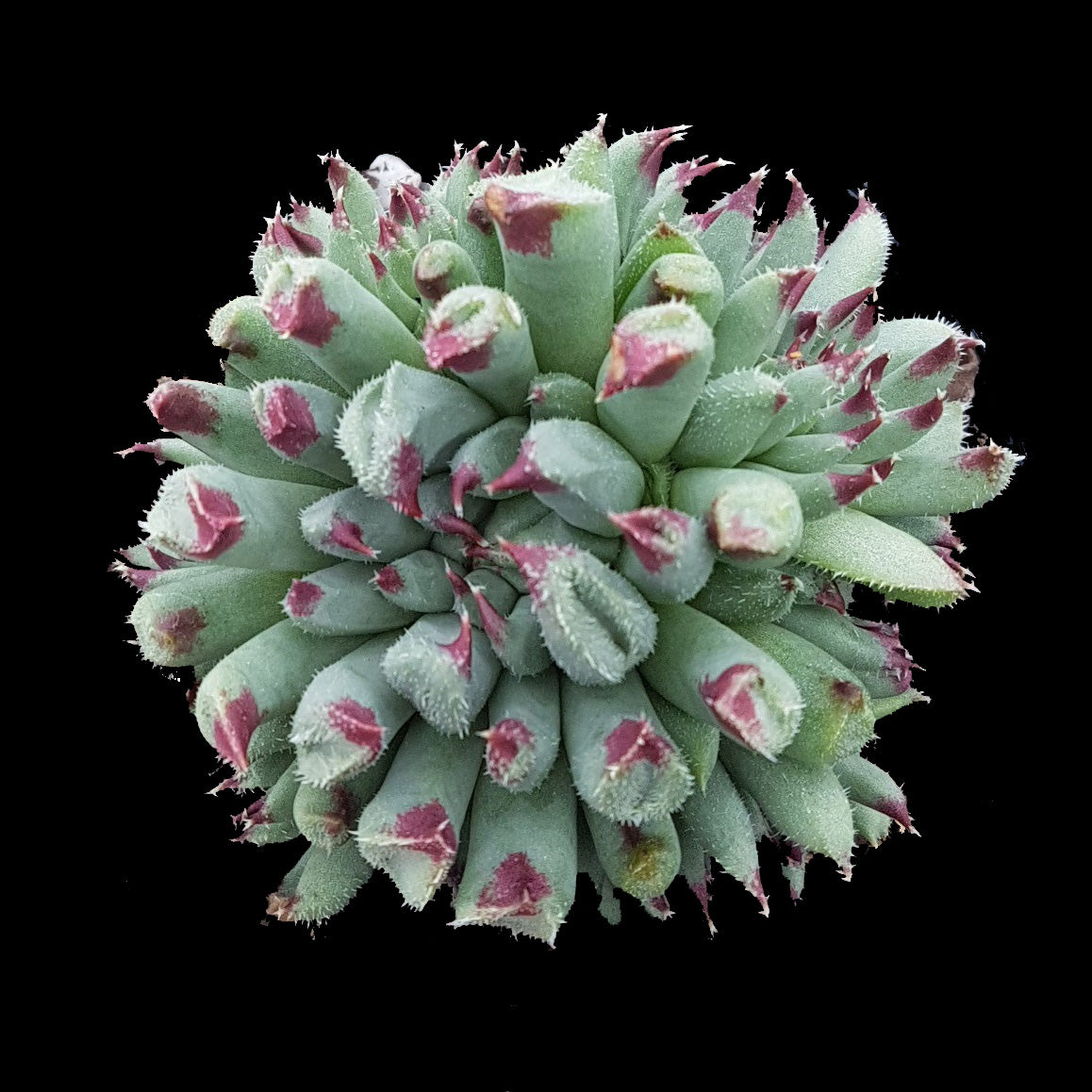 Blue-green cylindrical Sempervivum rosette with dense clustering and deep red leaf tips.