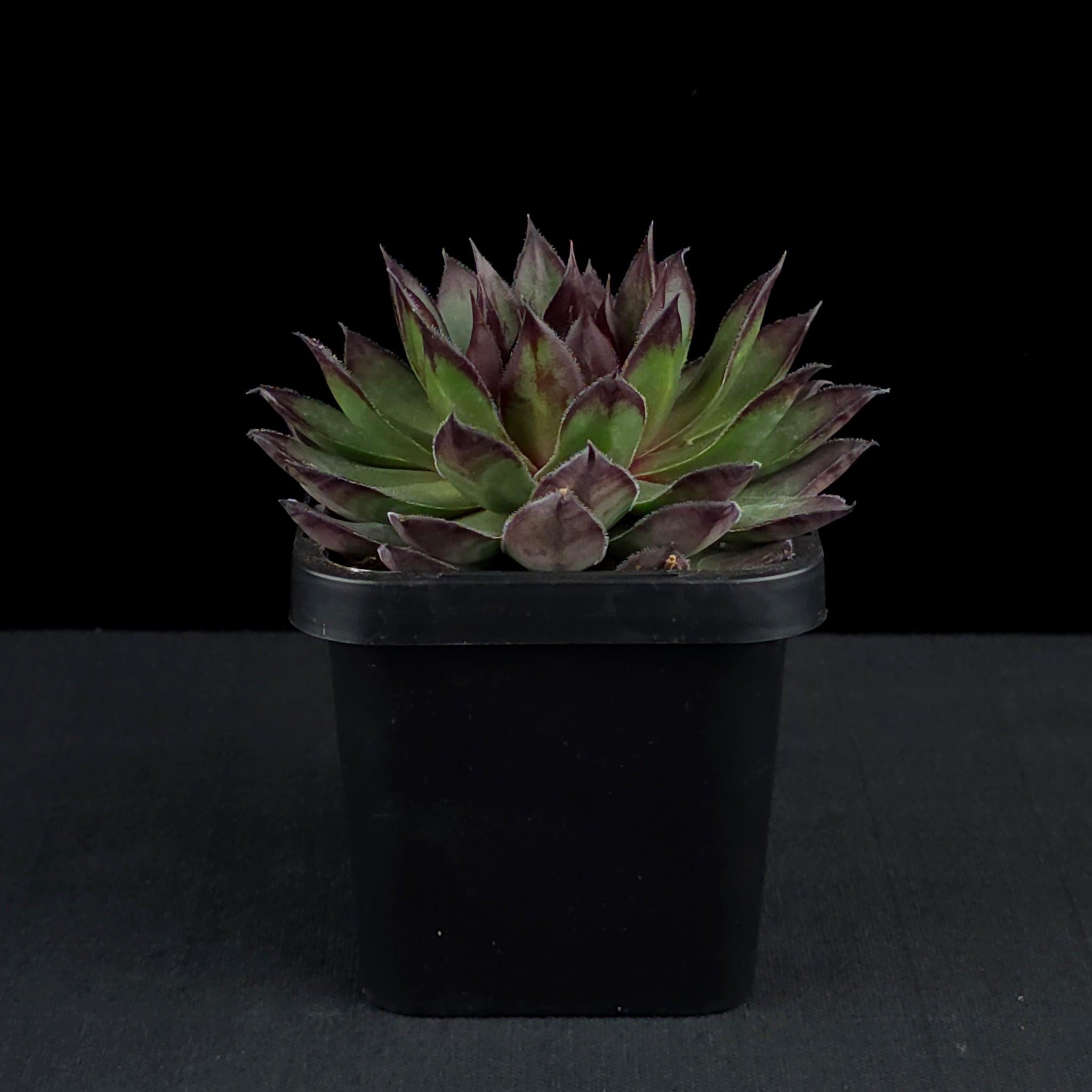 Sempervivum 'Lioness'