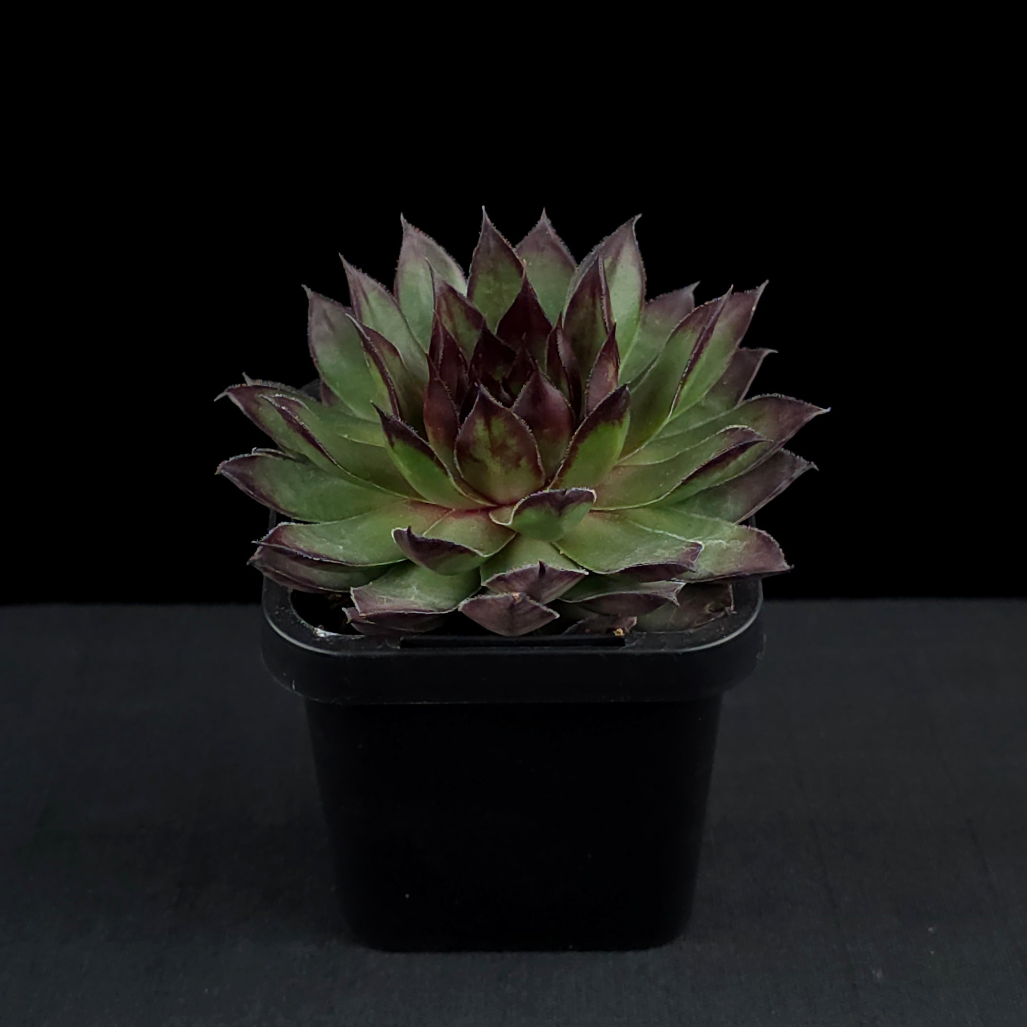 Sempervivum 'Lioness'