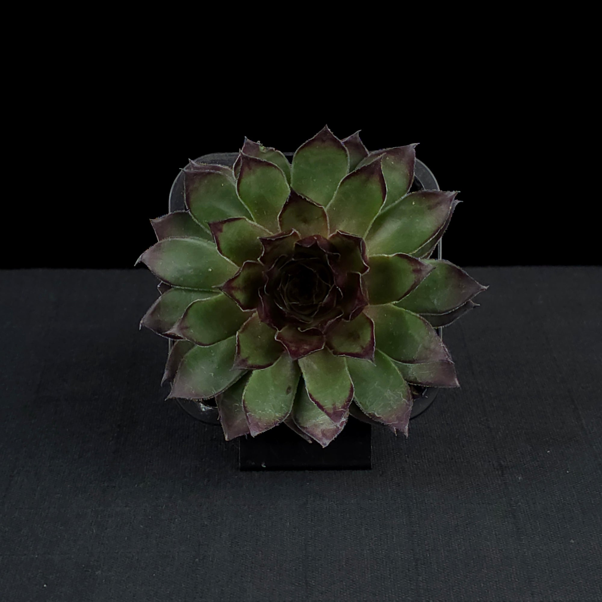 Sempervivum 'Lioness'