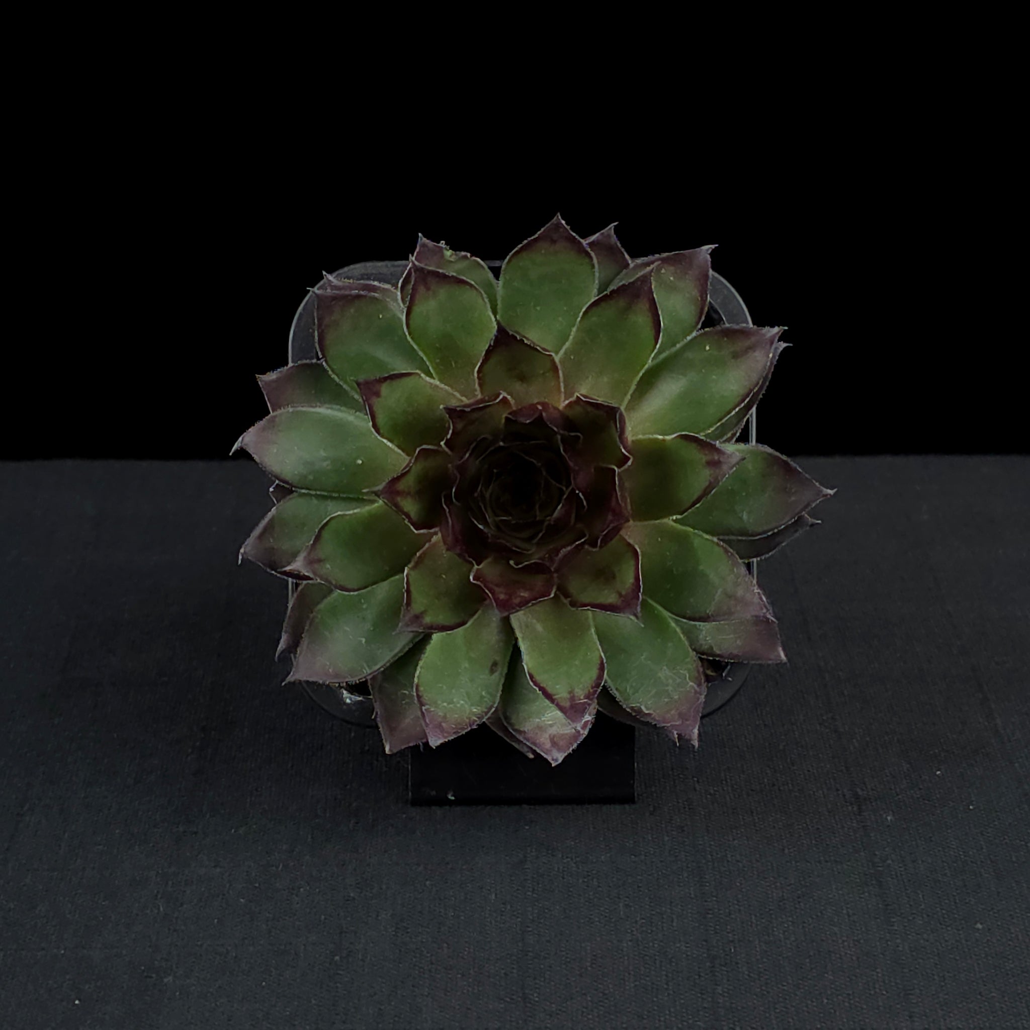 Sempervivum 'Lioness'