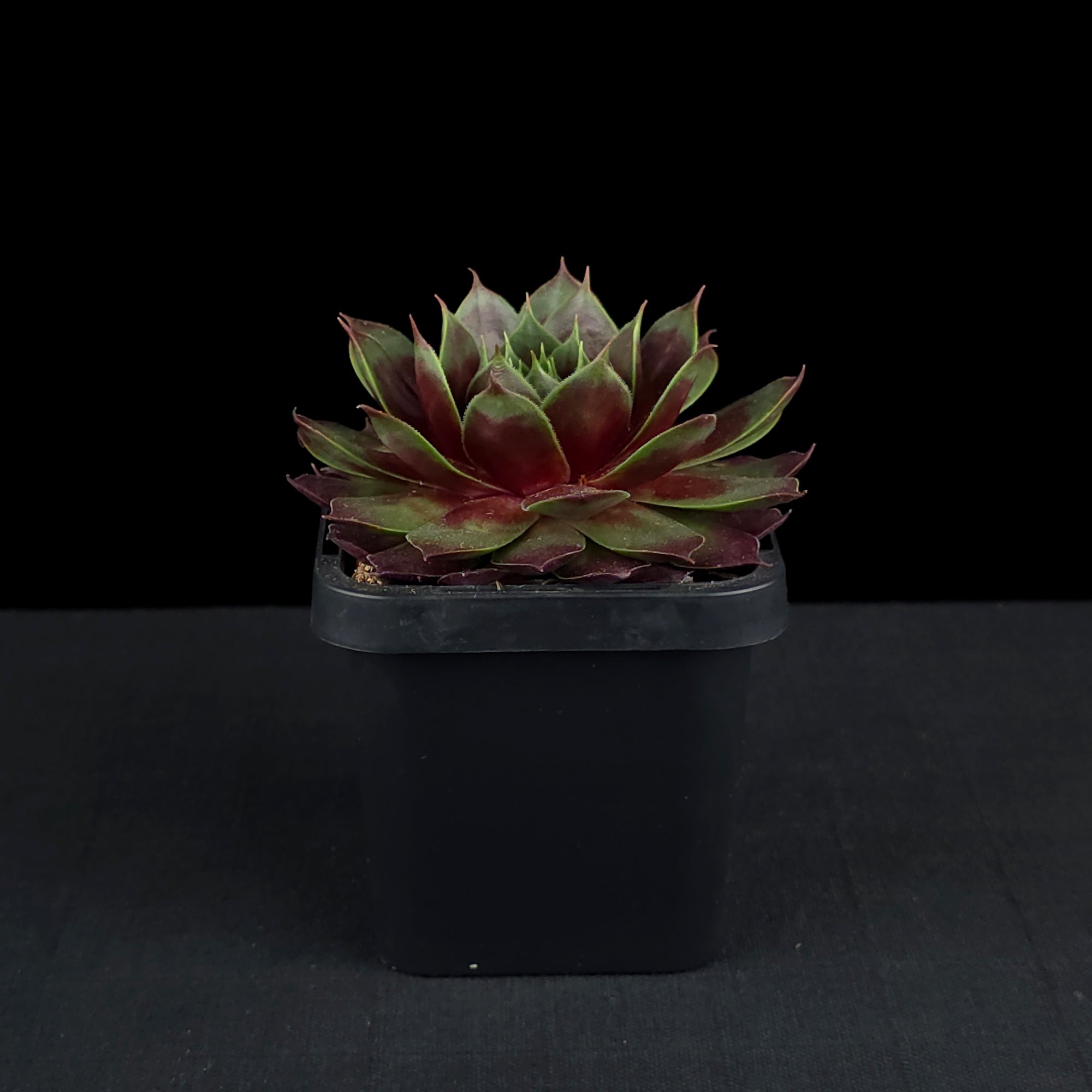 Sempervivum 'Marland Beauty'