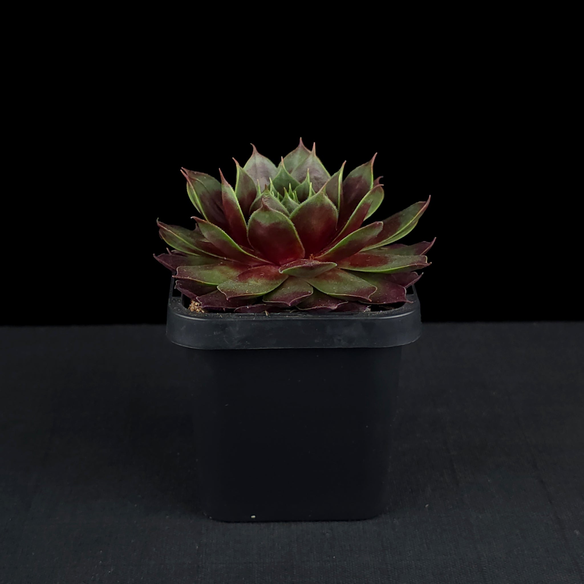Sempervivum 'Marland Beauty'