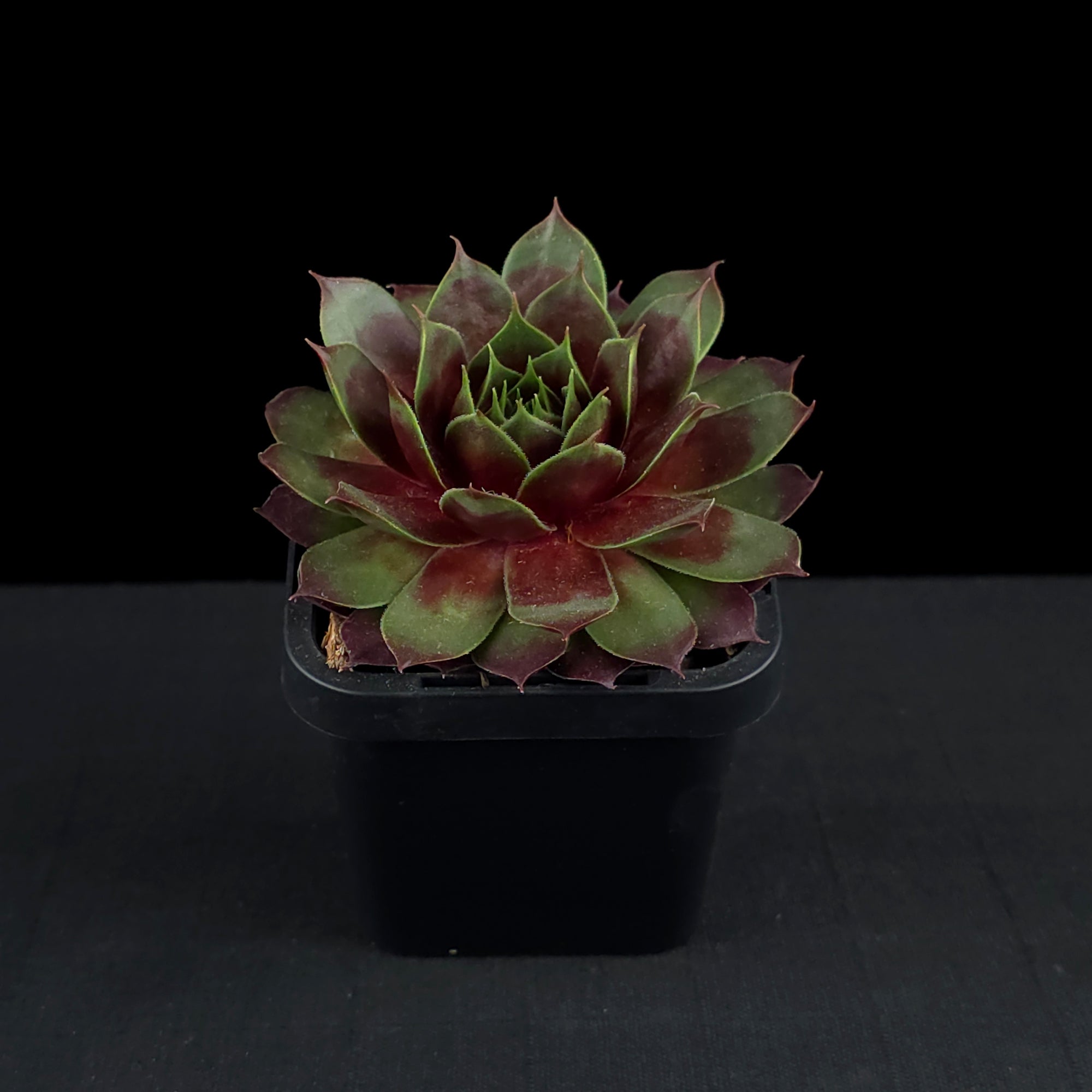 Sempervivum 'Marland Beauty'