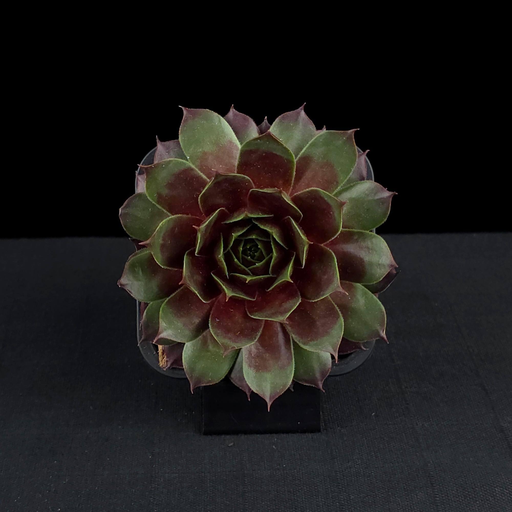 Sempervivum 'Marland Beauty'