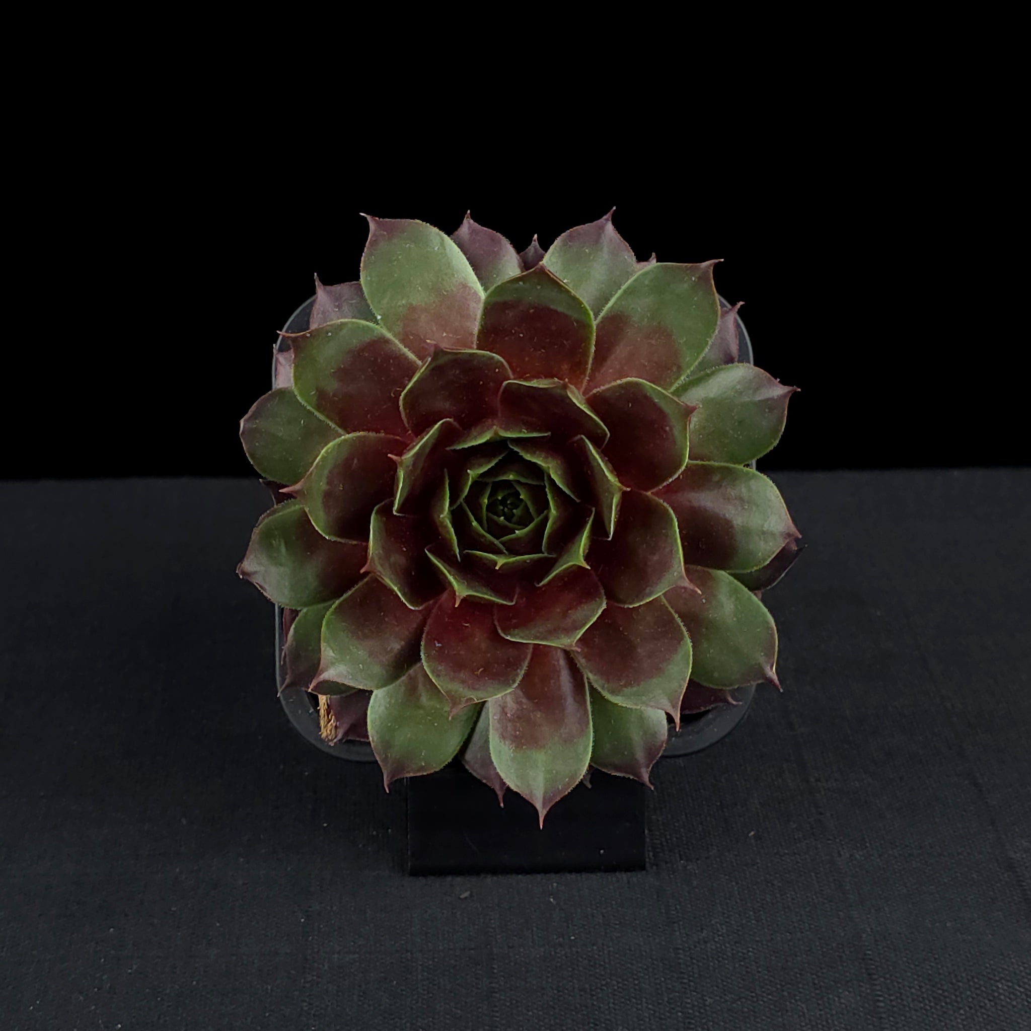 Sempervivum 'Marland Beauty'