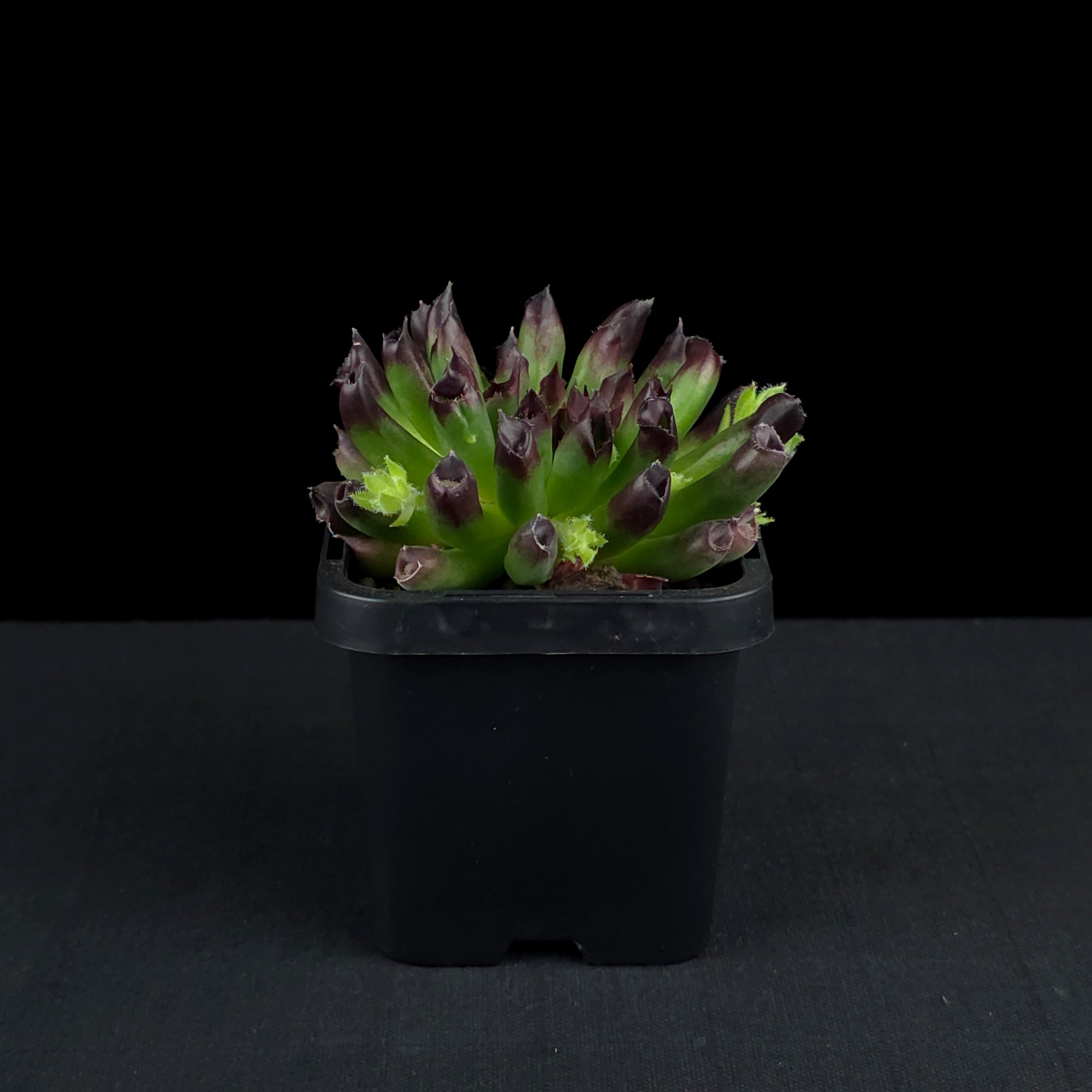 Sempervivum 'Oddity'