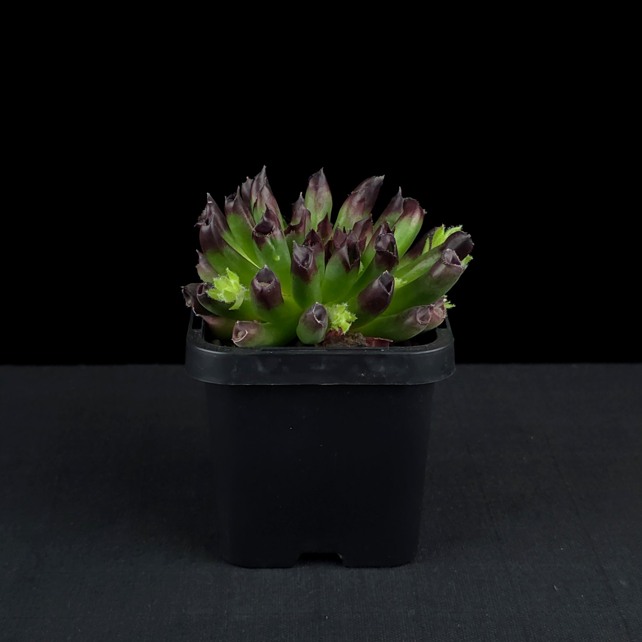 Sempervivum 'Oddity'