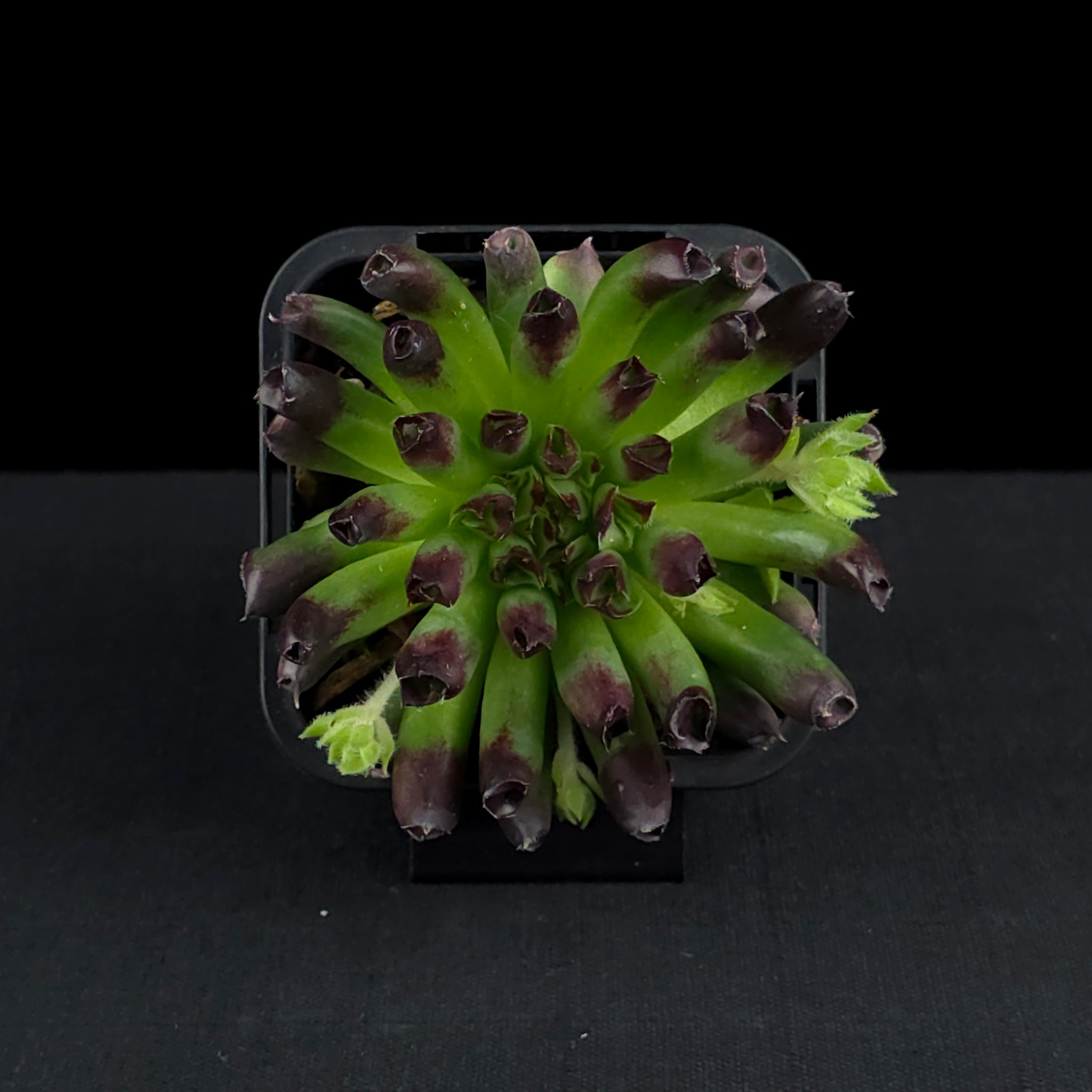 Sempervivum 'Oddity'