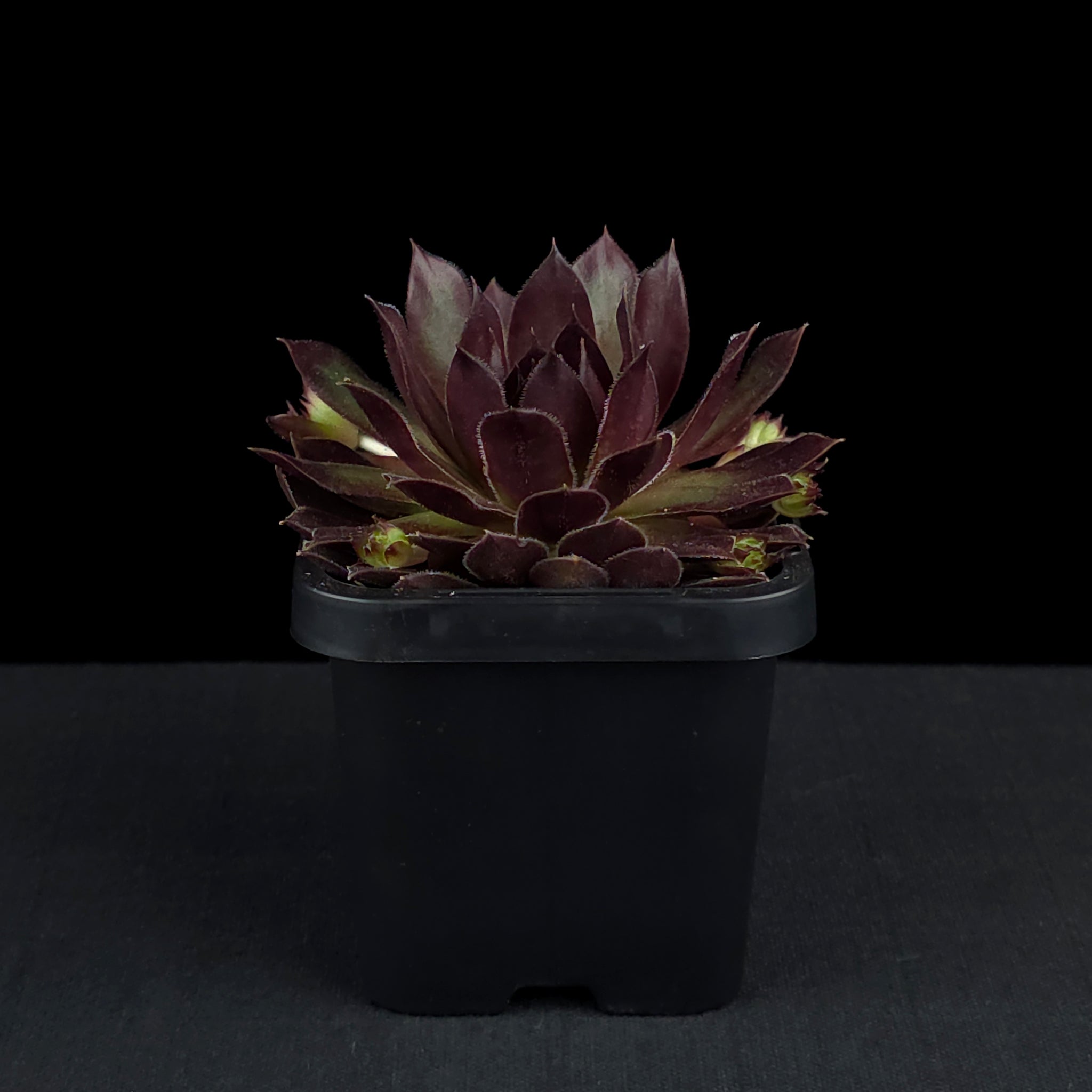 Sempervivum 'Pacific Red Rose'