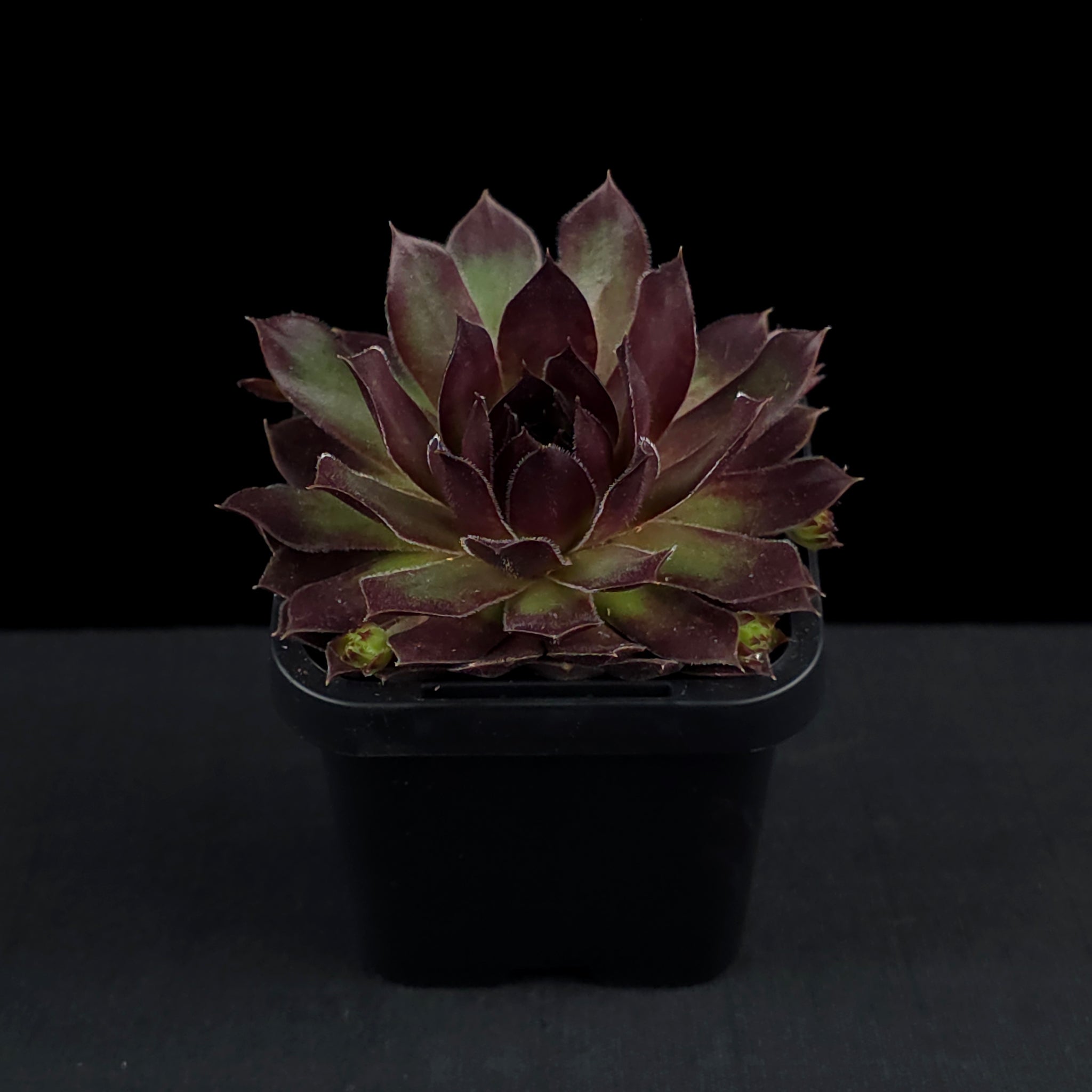 Sempervivum 'Pacific Red Rose'