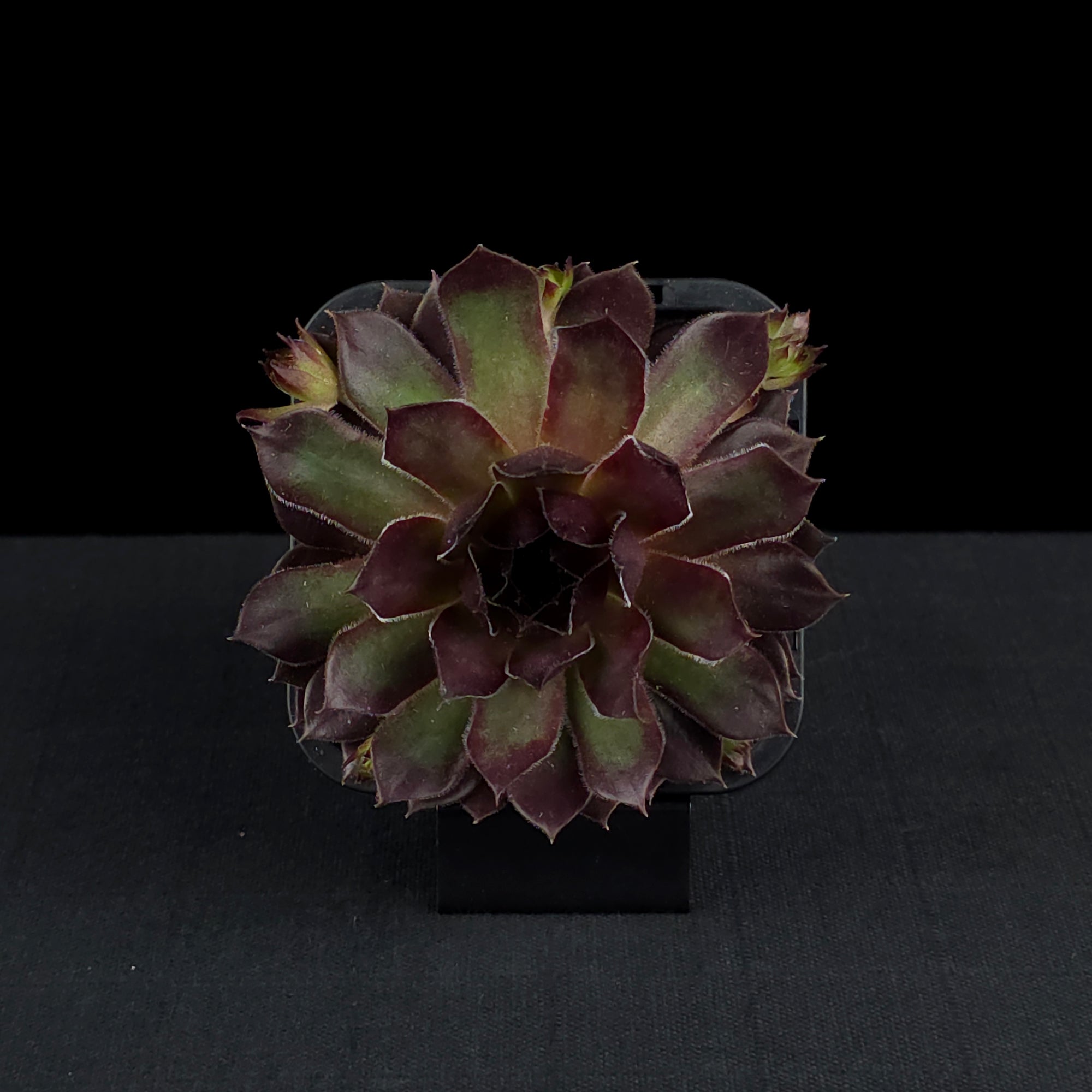 Sempervivum 'Pacific Red Rose'