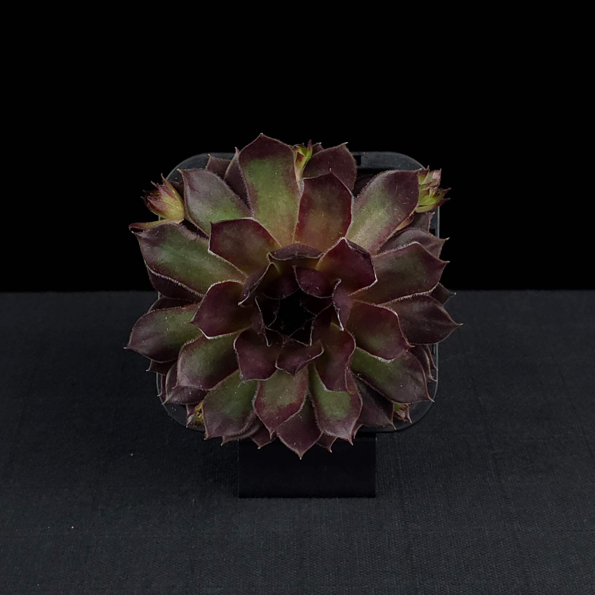 Sempervivum 'Pacific Red Rose'