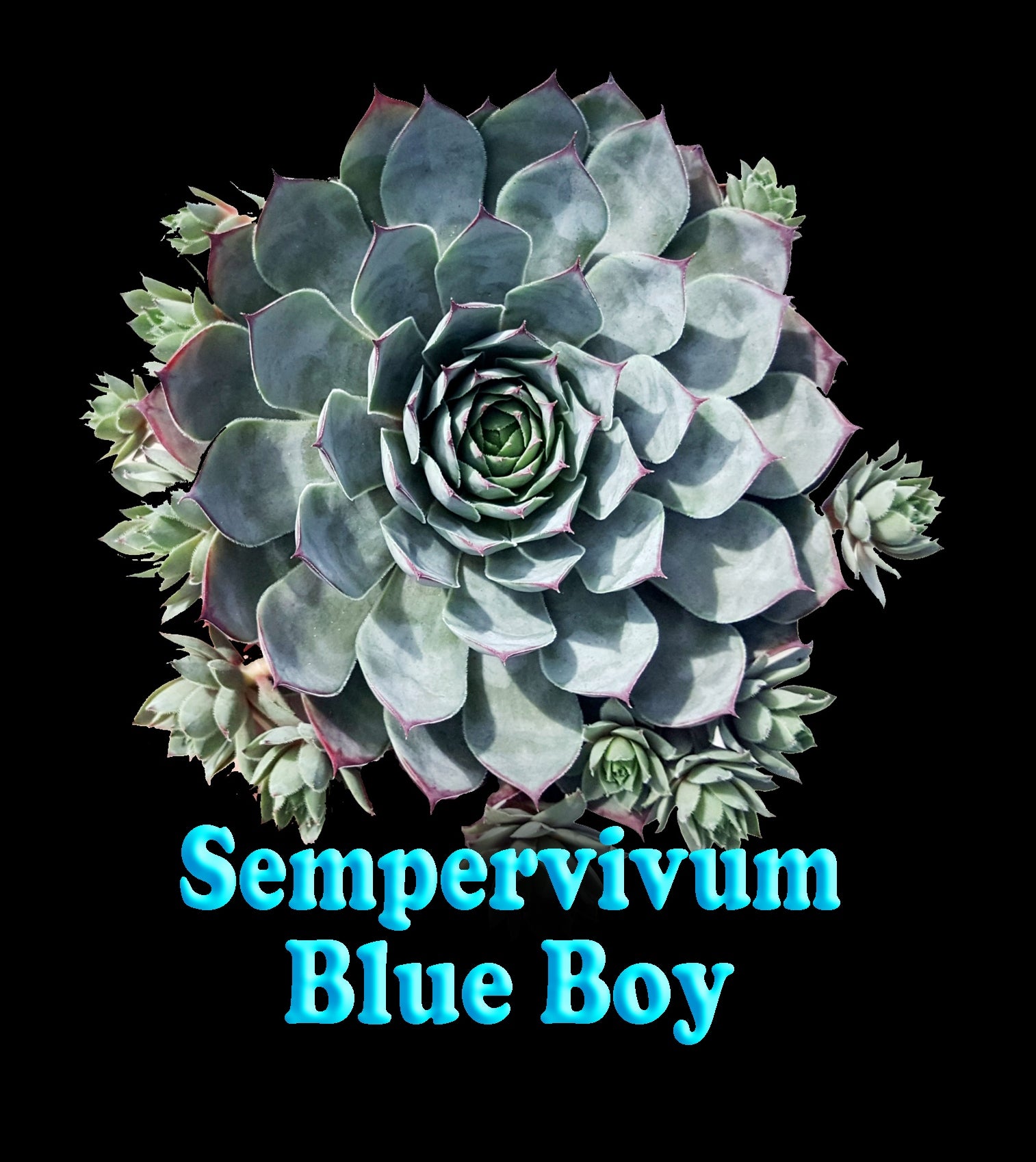 Sempervivum 'Blue Boy'