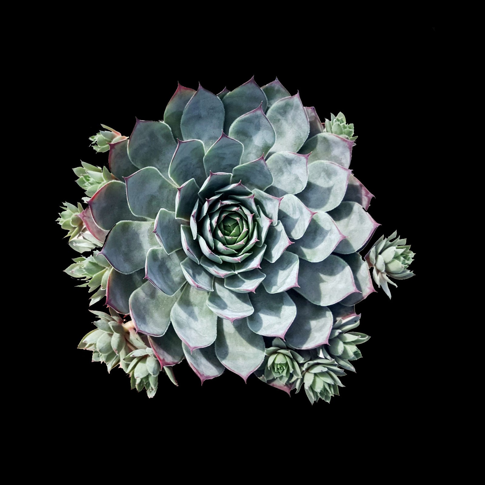 Sempervivum 'Blue Boy'