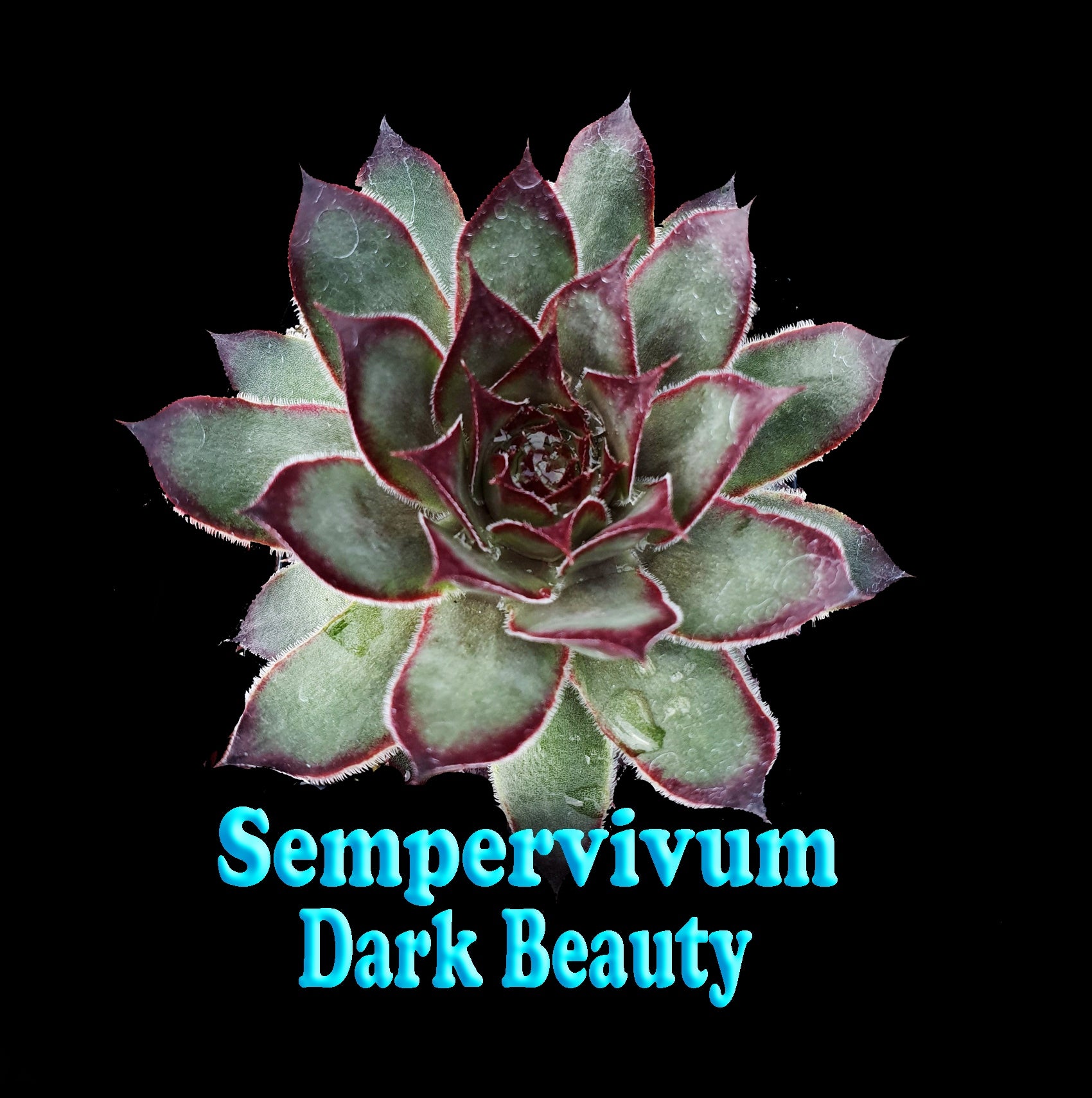 Sempervivum 'Dark Beauty'