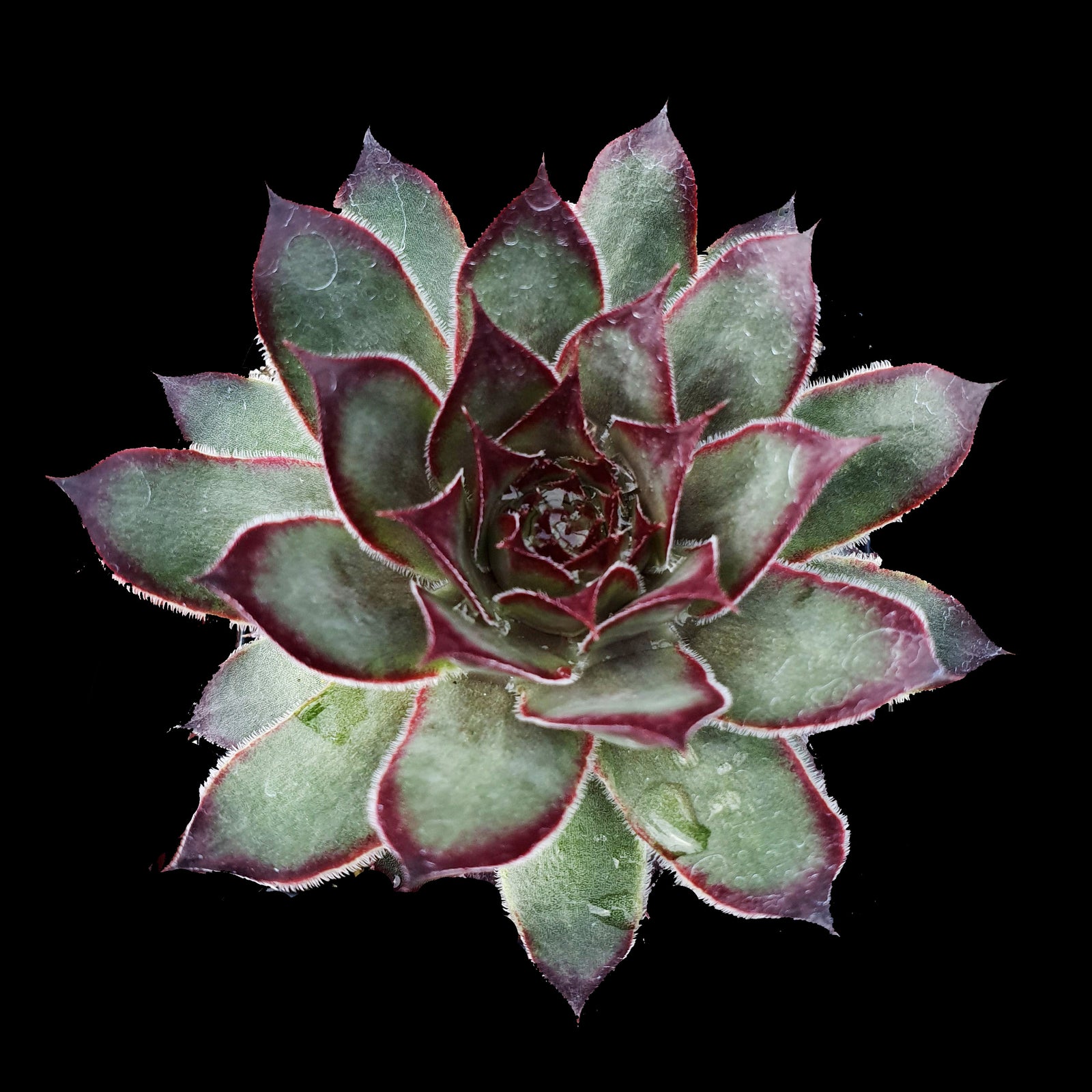 Sempervivum 'Dark Beauty'