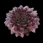 Sempervivum 'Garielle'