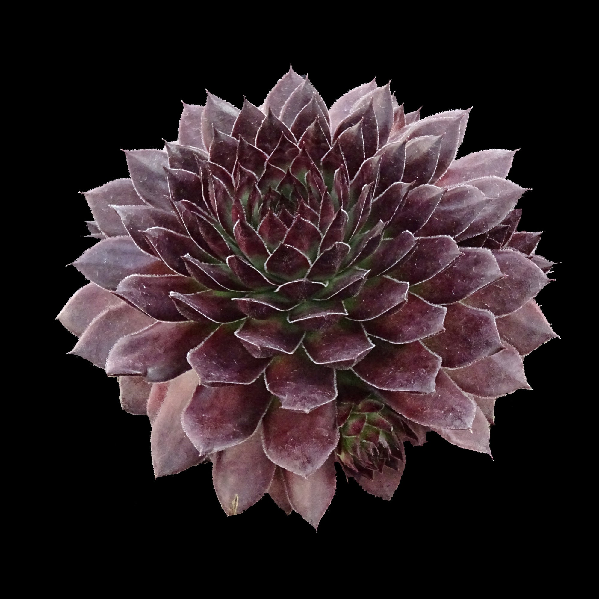 Sempervivum 'Garielle'